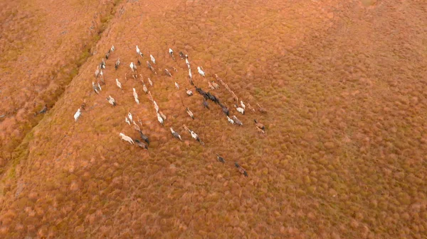 Cavalos correm galope através dos prados da montanha, vista aérea aérea — Fotografia de Stock