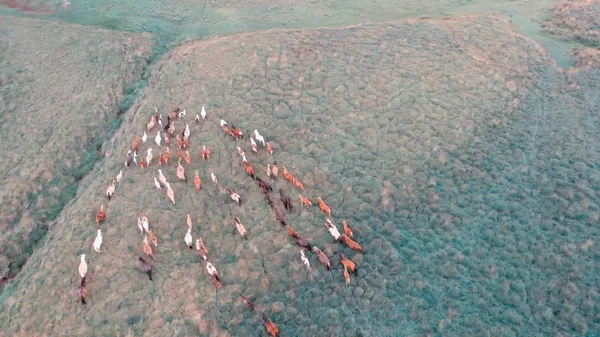 Cavalos correm galope através dos prados da montanha, vista aérea aérea — Fotografia de Stock