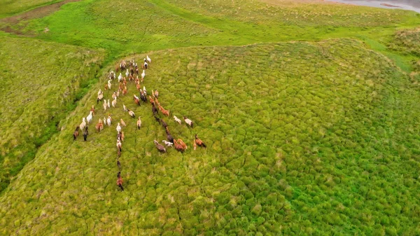 馬は山の草原を横切ってギャロップを実行します, 頭上の空中ビュー — ストック写真