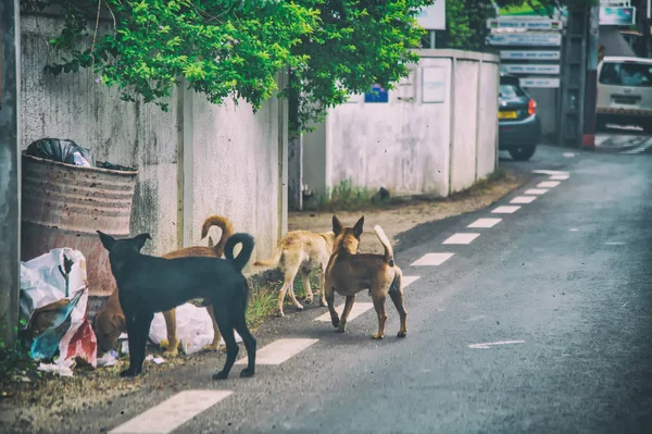 Stray dogs looking for food on the streets — Stock Photo, Image