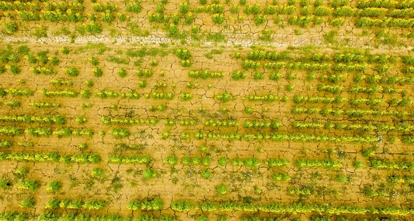 Vista aérea aérea del hermoso campo de girasoles — Foto de Stock
