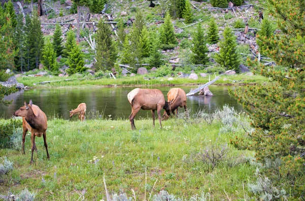 Grupo de Veados no Parque Nacional de Yellowstone — Fotografia de Stock