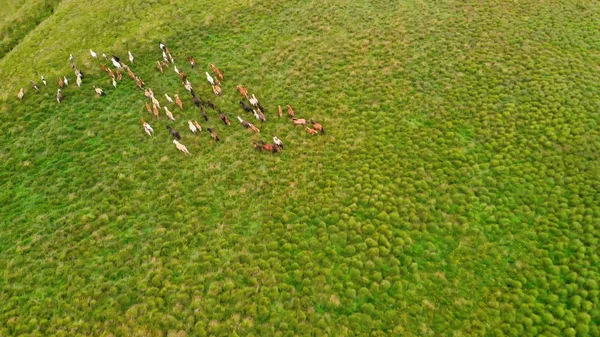 Horses run gallop across mountain meadows, overhead aerial view