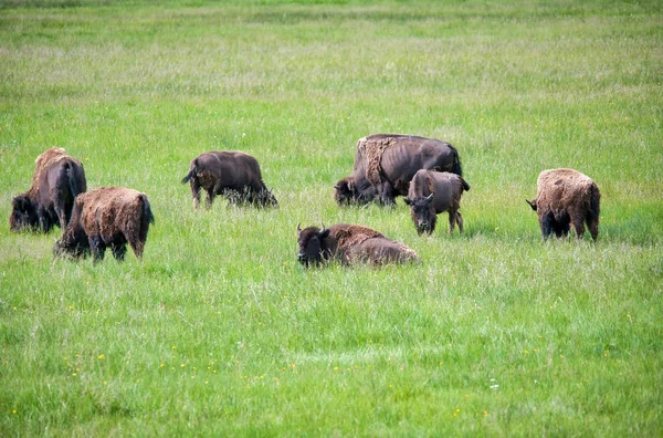 Skupina Bisons v národním parku Yellowstone — Stock fotografie