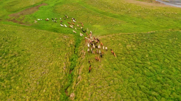 Grupo de cavalos. Rebanho de cavalos jovens correndo, vista aérea — Fotografia de Stock