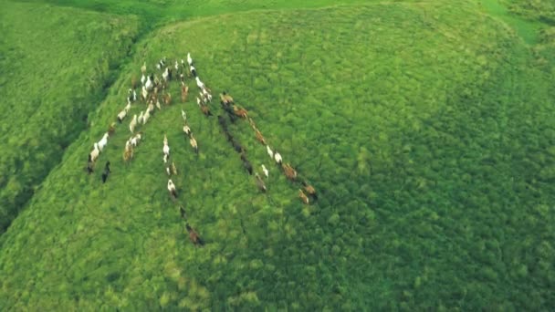 Letecké Záběry Divokých Koní Běžících Zelené Louce — Stock video