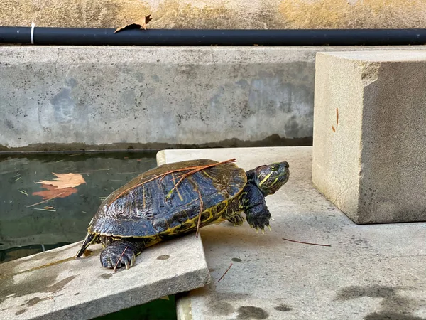 Tortue dans un parc urbain — Photo