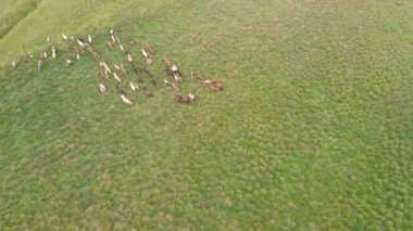 Yeşil alanda koşan vahşi atların hava görüntüleri.