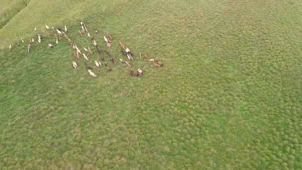 Воздушные Кадры Диких Лошадей Бегущих Зеленому Полю — стоковое видео