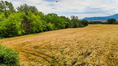 Gelincikli buğday tarlasının muhteşem hava manzarası, Toskana