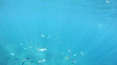 Whitsunday Adaları, Queensland Mercan Resifi 'ndeki balık ve mercanlar. Yavaş çekim