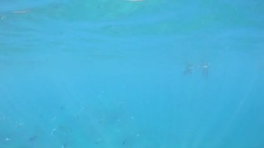 WhitSunday Adaları, Queensland Mercan Resifi 'ndeki balıklar, mercanlar ve şnorkelciler. Yavaş çekim