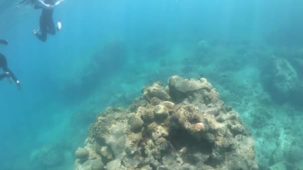 Peixes, corais e snorkelers das Ilhas Whitsunday, Queensland Coral Reef — Vídeo de Stock