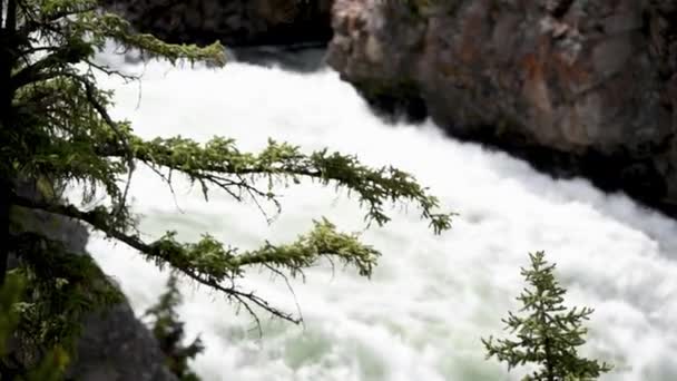 Ramas de árboles con agua corriente en el fondo — Vídeo de stock