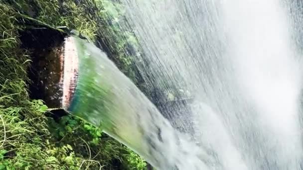 Vackra vattenfall med vegetation och flytande vatten nedåt — Stockvideo