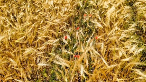 Incredibile Vista Aerea Del Campo Grano Con Papaveri Toscana — Foto Stock