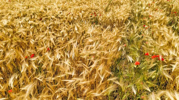 托斯卡纳 有罂粟的麦田的惊人的空中景观 — 图库照片