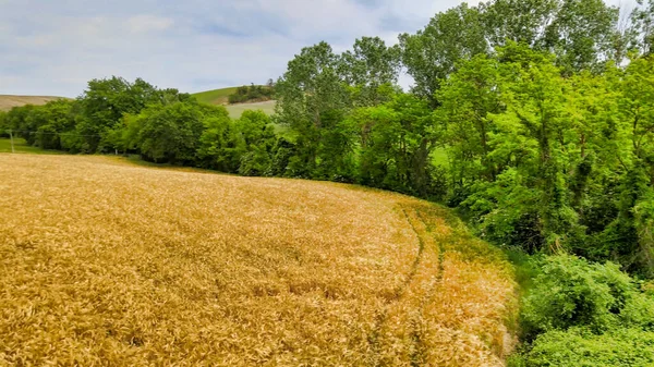 Increíble Vista Aérea Las Hermosas Colinas Toscana Temporada Primavera Italia —  Fotos de Stock