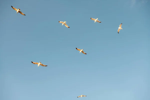 Stádo Racků Letící Proti Modré Obloze — Stock fotografie