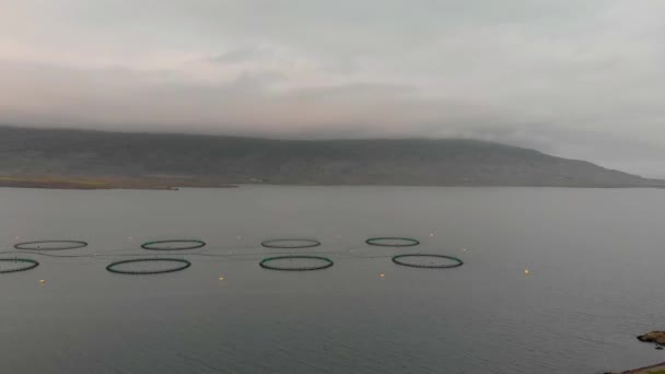 Pesca marítima em rede redonda com gaiolas flutuantes na Islândia. Vista aérea para baixo do recinto da exploração de pesca do salmão da aquicultura — Vídeo de Stock