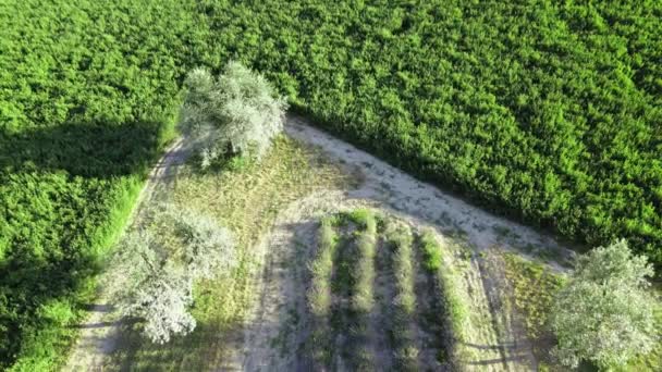 Lavendelwiesen in freier Natur. Erstaunliche Luftaufnahme in der Sommersaison — Stockvideo