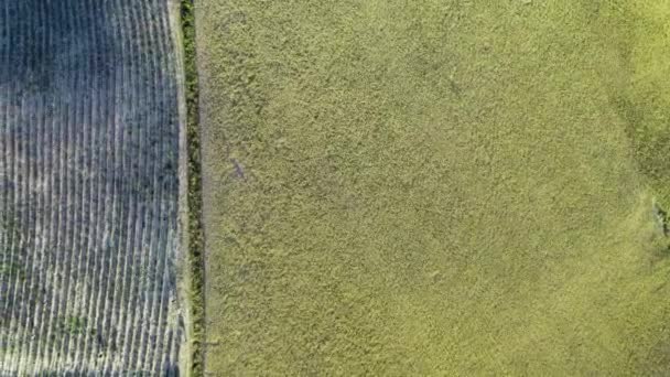 Łąki lawendowe na otwartej wsi. Niesamowity widok z powietrza w sezonie letnim — Wideo stockowe