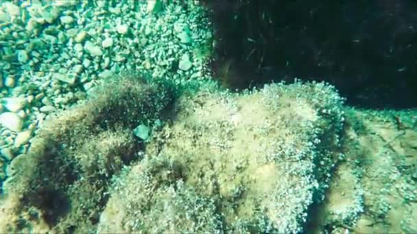 Movimento lento da vida marinha subaquática — Vídeo de Stock