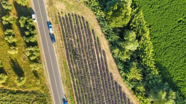Açık kırsaldaki lavanta otlakları. Yaz mevsiminde inanılmaz hava manzarası.