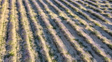 Açık kırsaldaki lavanta otlakları. Yaz mevsiminde inanılmaz hava manzarası.