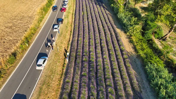 Overhead Aerial View Lavender Fields Countryside Summer Season Drone Viewpoint — Stock Photo, Image