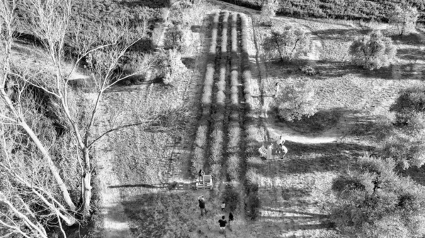 オープン田舎のラベンダーの牧草地 夏の素晴らしい空の景色 — ストック写真