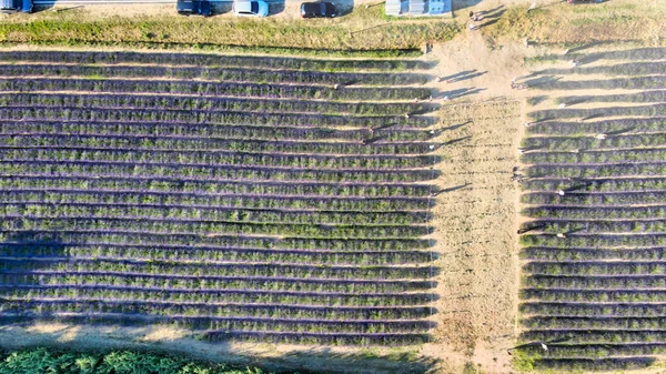 Lavendelweiden Het Open Platteland Verbazingwekkend Uitzicht Vanuit Lucht Het Zomerseizoen — Stockfoto