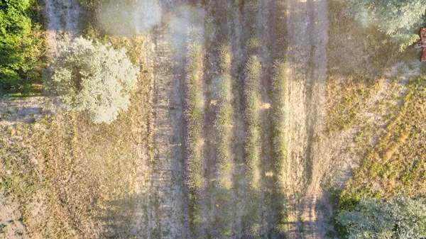 Łąki Lawendowe Otwartej Wsi Niesamowity Widok Powietrza Sezonie Letnim — Zdjęcie stockowe
