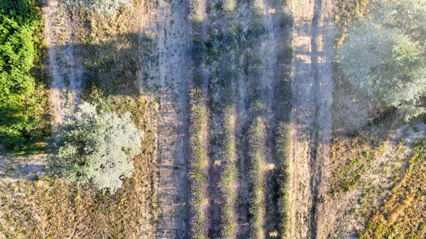 Overhead Εναέρια Άποψη Της Λεβάντα Πεδία Στην Ύπαιθρο Θερινή Εποχή — Φωτογραφία Αρχείου