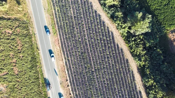 Prados Lavanda Campo Abierto Increíble Vista Aérea Temporada Verano — Foto de Stock