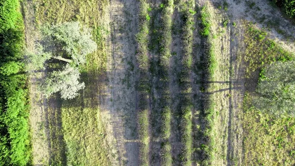 Prados Lavanda Campo Aberto Vista Aérea Incrível Temporada Verão — Fotografia de Stock