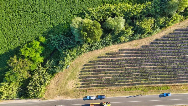 Vista Aérea Aérea Los Campos Lavanda Campo Temporada Verano Mirador — Foto de Stock