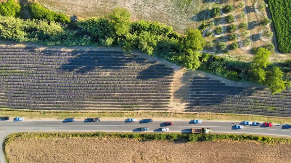 Prados Lavanda Campo Abierto Increíble Vista Aérea Temporada Verano — Foto de Stock