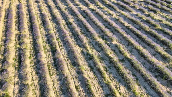 Vista Aérea Aérea Los Campos Lavanda Campo Temporada Verano Mirador — Foto de Stock