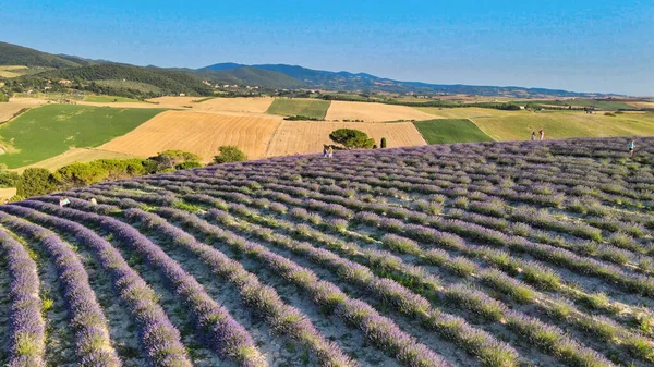 Prados Lavanda Campo Aberto Vista Aérea Incrível Temporada Verão — Fotografia de Stock