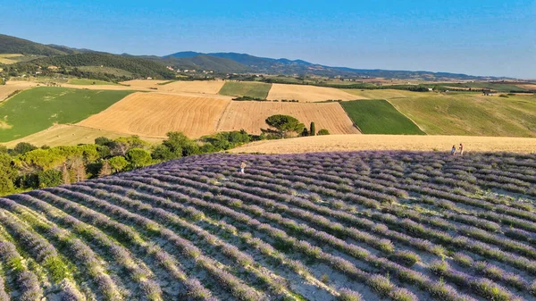 Lavender Meadows Open Countryside Amazing Aerial View Summer Season — Stock Photo, Image