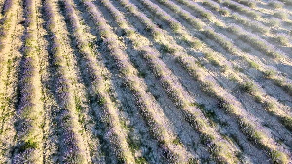 Prairies Lavande Pleine Campagne Vue Aérienne Incroyable Saison Estivale — Photo