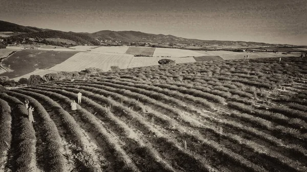 Prados Lavanda Campo Aberto Vista Aérea Incrível Temporada Verão — Fotografia de Stock