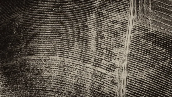 Bovengronds Uitzicht Lavendelvelden Het Platteland Zomerseizoen Drone Uitkijkpunt — Stockfoto