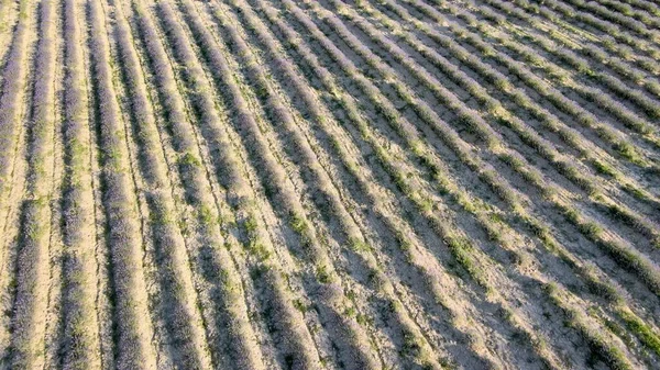 Prairies Lavande Pleine Campagne Vue Aérienne Incroyable Saison Estivale — Photo