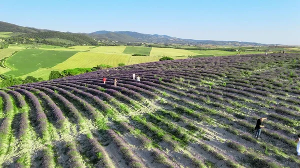 Bovengronds Uitzicht Lavendelvelden Het Platteland Zomerseizoen Drone Uitkijkpunt — Stockfoto