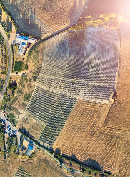 Luftaufnahme Der Lavendelfelder Auf Dem Land Sommersaison Drohnenaussichtspunkt — Stockfoto