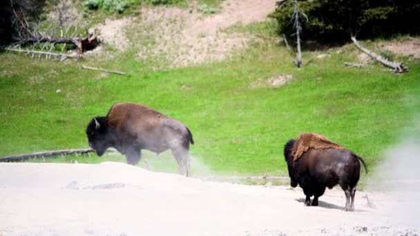 Bisões americanos selvagens acordando no Parque Nacional de Yellowstone, Wyoming . — Vídeo de Stock