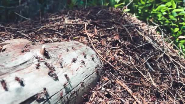 Formigas em movimento na floresta sobre um tronco, câmera lenta — Vídeo de Stock