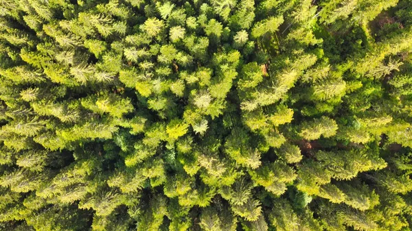 Luchtfoto Van Prachtige Bergbomen Het Zomerseizoen — Stockfoto